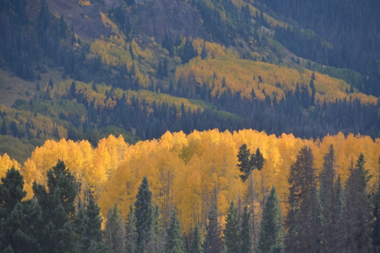 train through autumn colors
